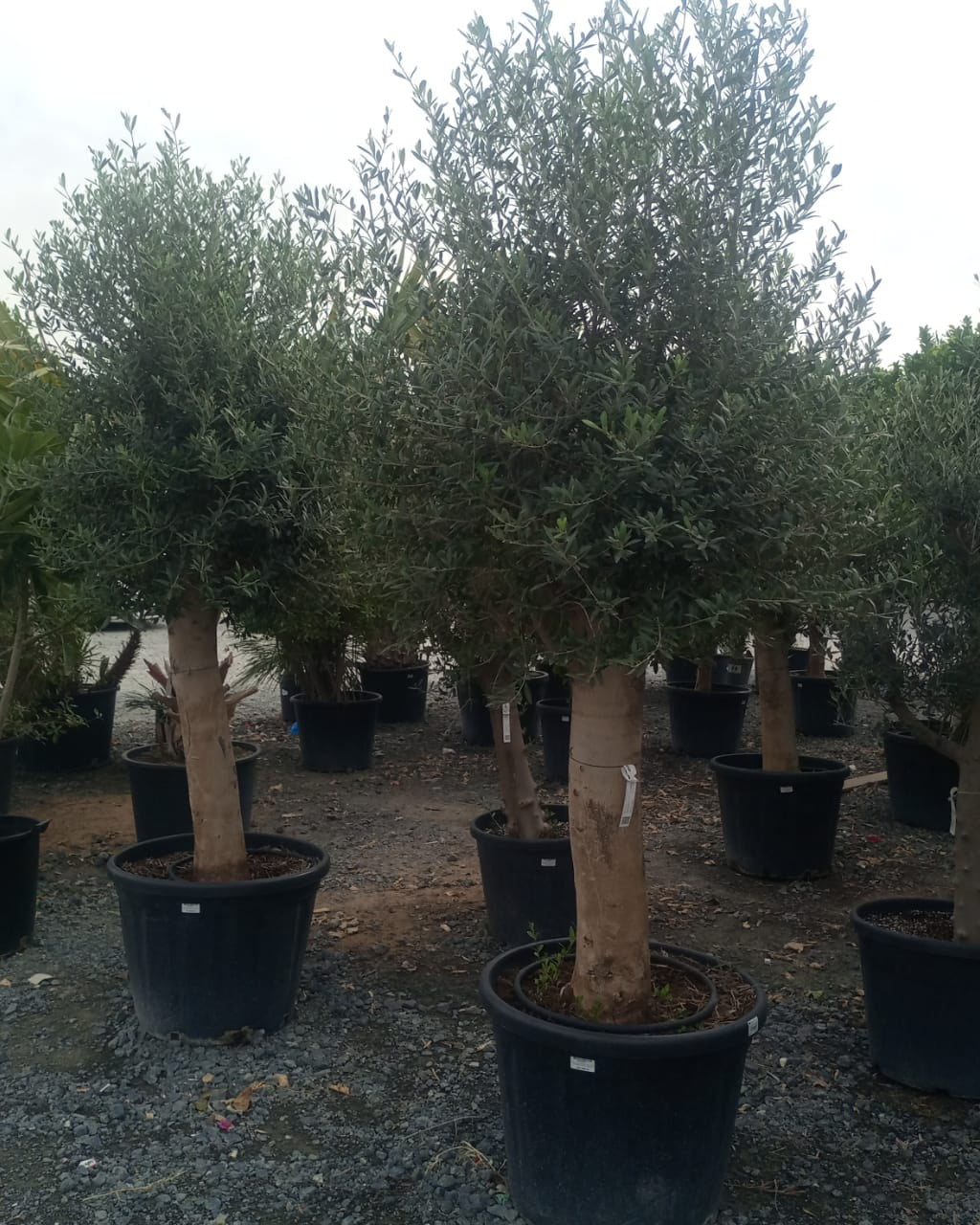 Olive Tree (Olea europaea) - Acacia Garden Center