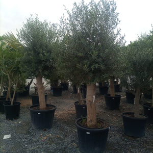 Olive Tree (Olea europaea) - Acacia Garden Center