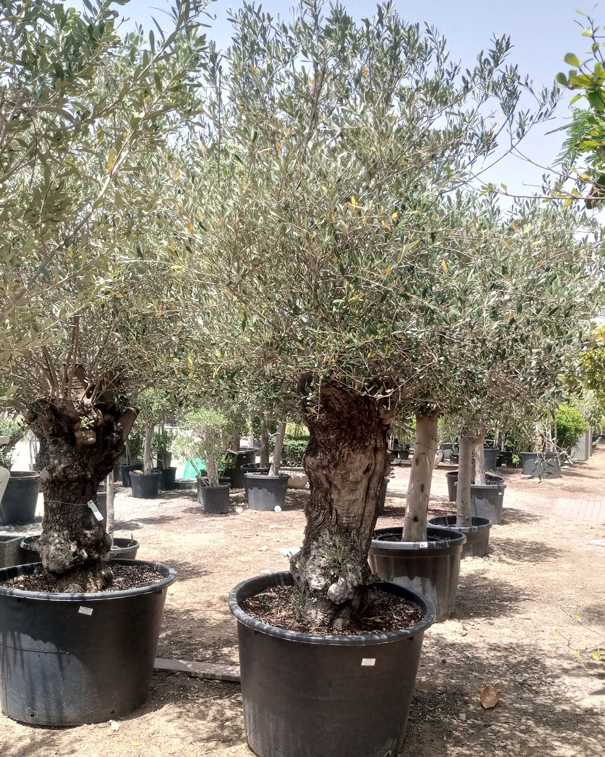 Olive Tree (Olea europaea) - Acacia Garden Center