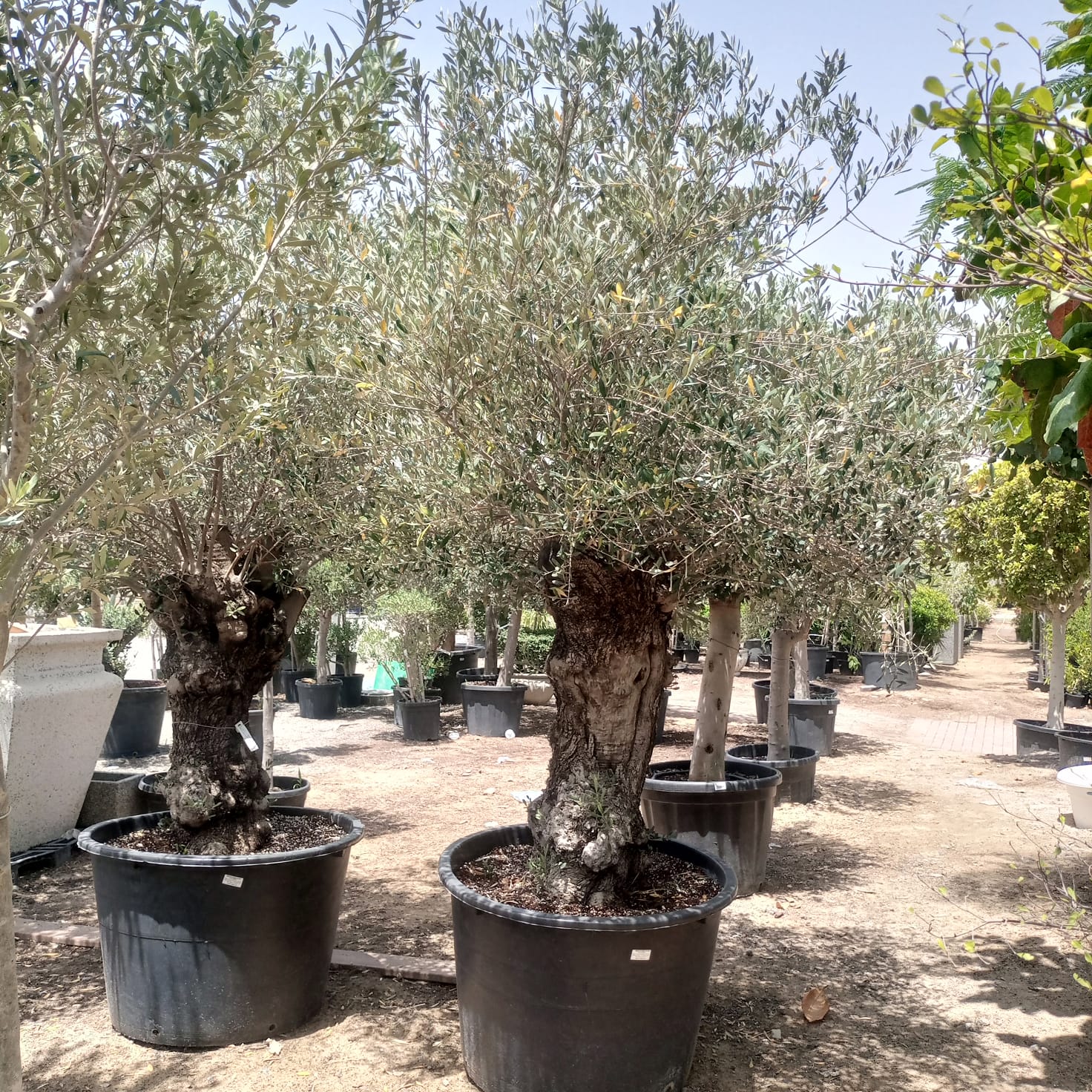 Olive Tree (Olea europaea) - Acacia Garden Center