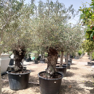 Olive Tree (Olea europaea) - Acacia Garden Center