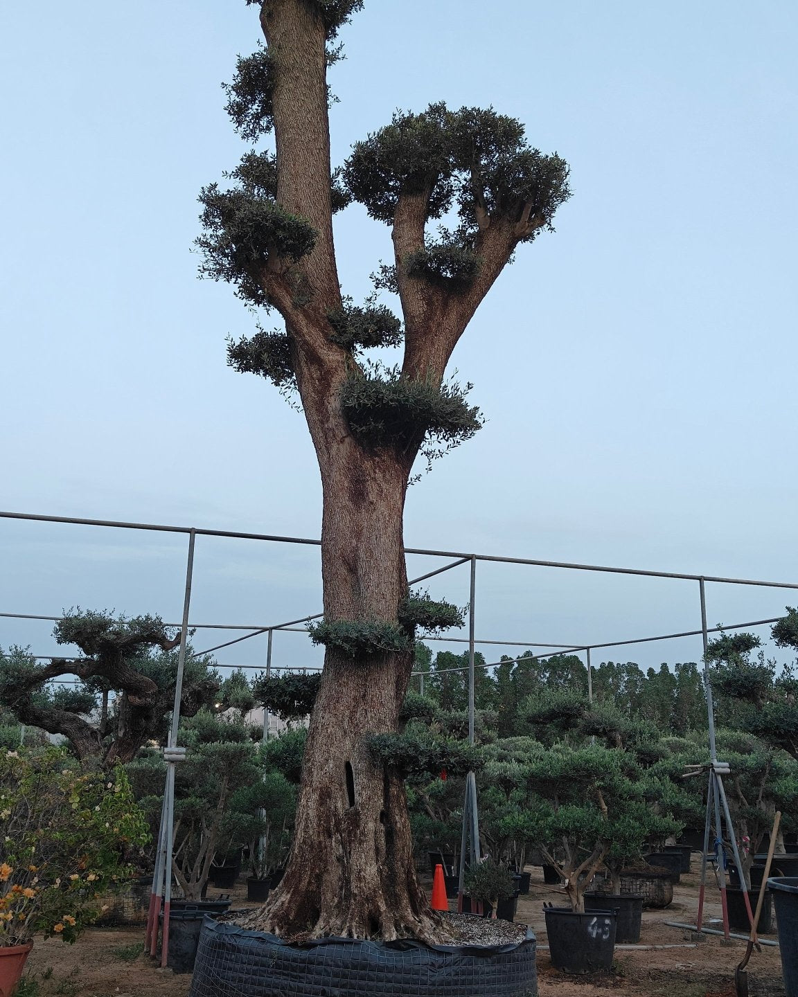 Olive Tree (Olea europaea) - Acacia Garden Center