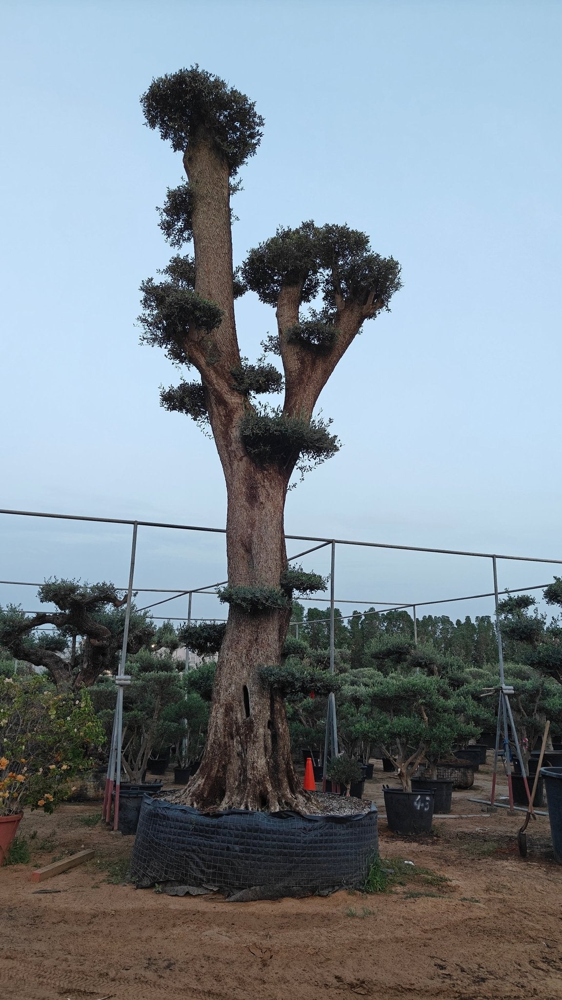 Olive Tree (Olea europaea) - Acacia Garden Center