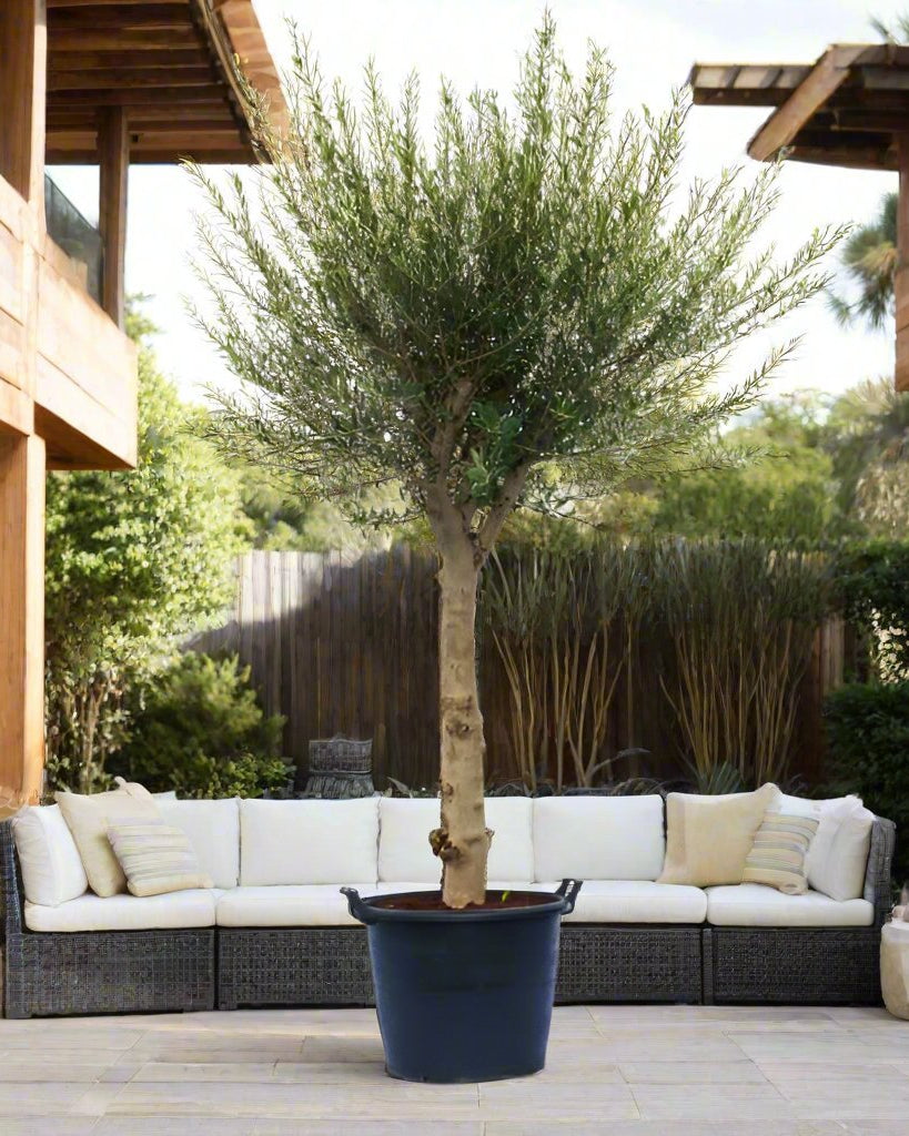 Olive Tree (Olea europaea) - Acacia Garden Center