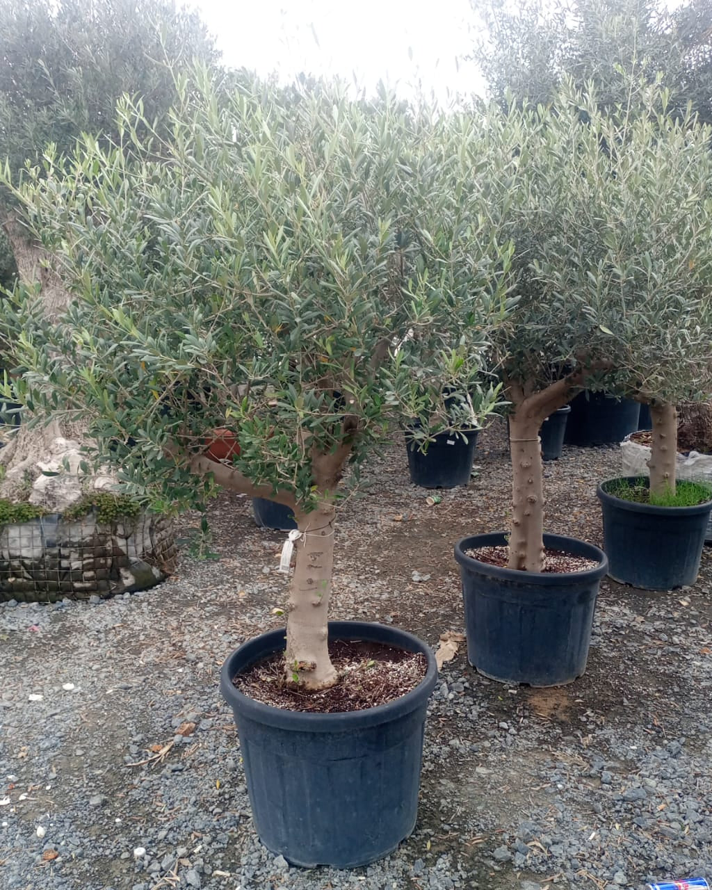 Olive Tree (Olea europaea) - Acacia Garden Center