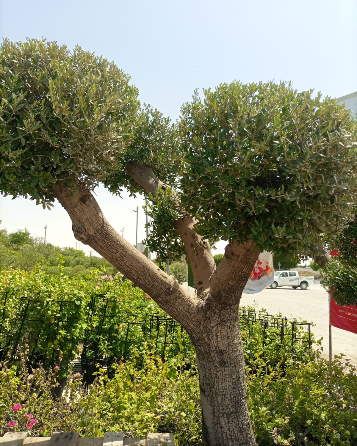 Olive Tree (Olea europaea) - Acacia Garden Center
