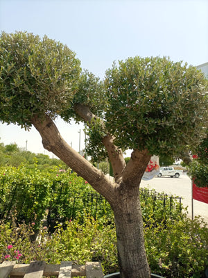 Olive Tree (Olea europaea) - Acacia Garden Center