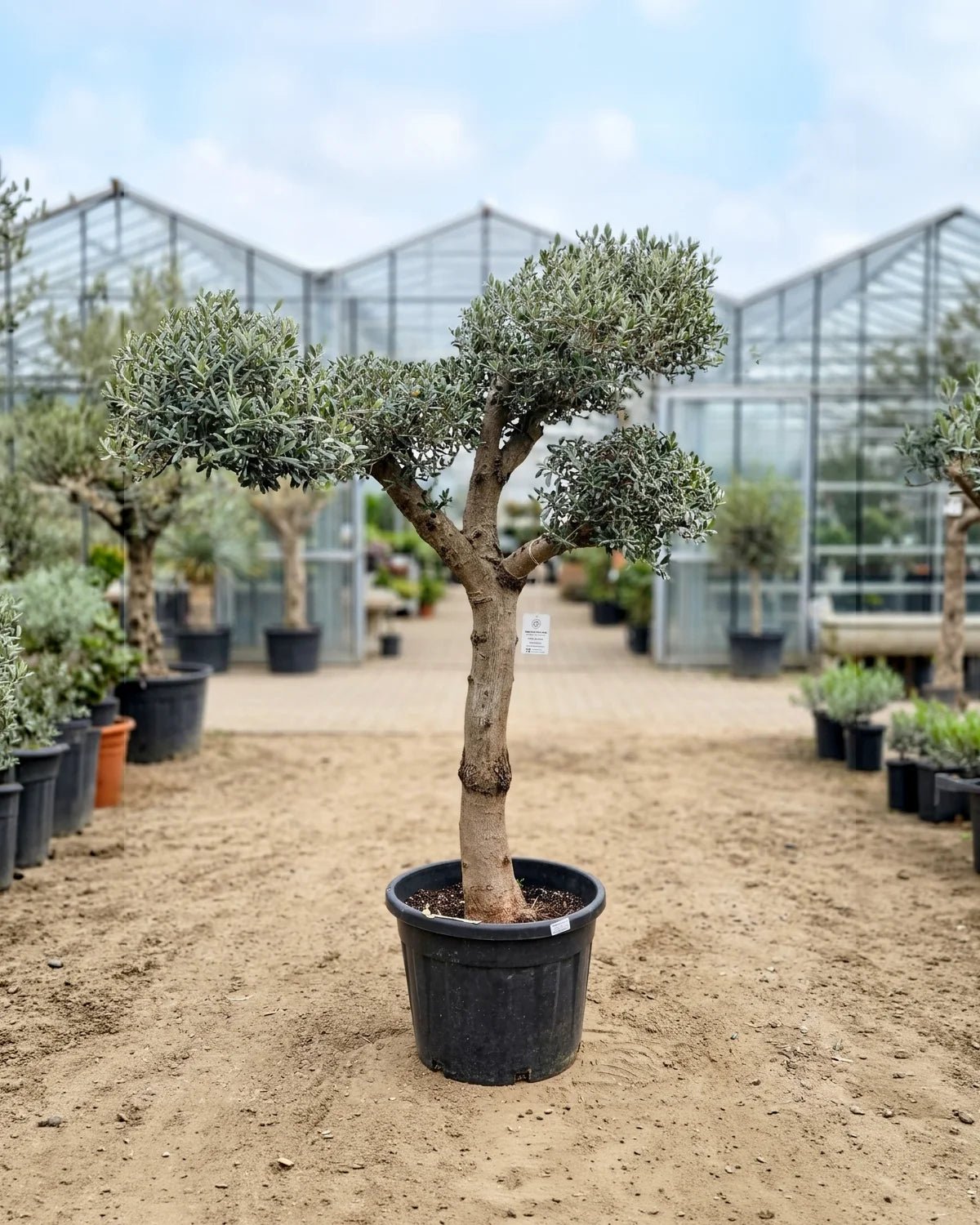 Olive Tree (Olea Europaea) Bonsai - 2.0 - 2.5M Height - Acacia Garden Center
