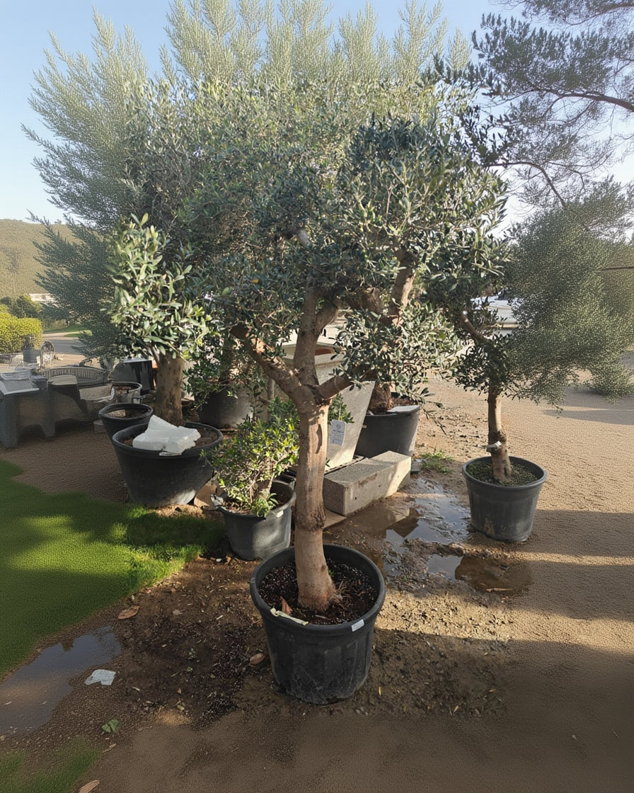 Olive Tree (Olea Europaea) Bonsai - 2.0 - 2.5M Height - Acacia Garden Center