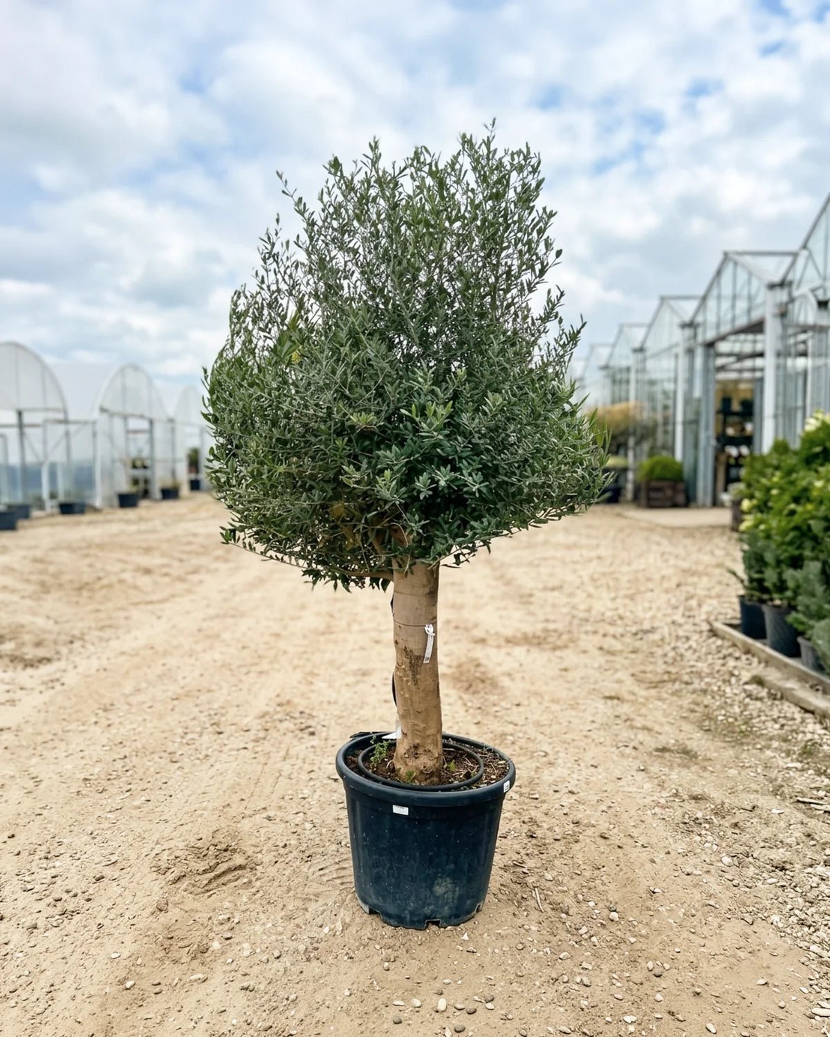 Olive Tree (Olea europaea) | Landscape Grade, 1.2–2.5 m - Acacia Garden Center