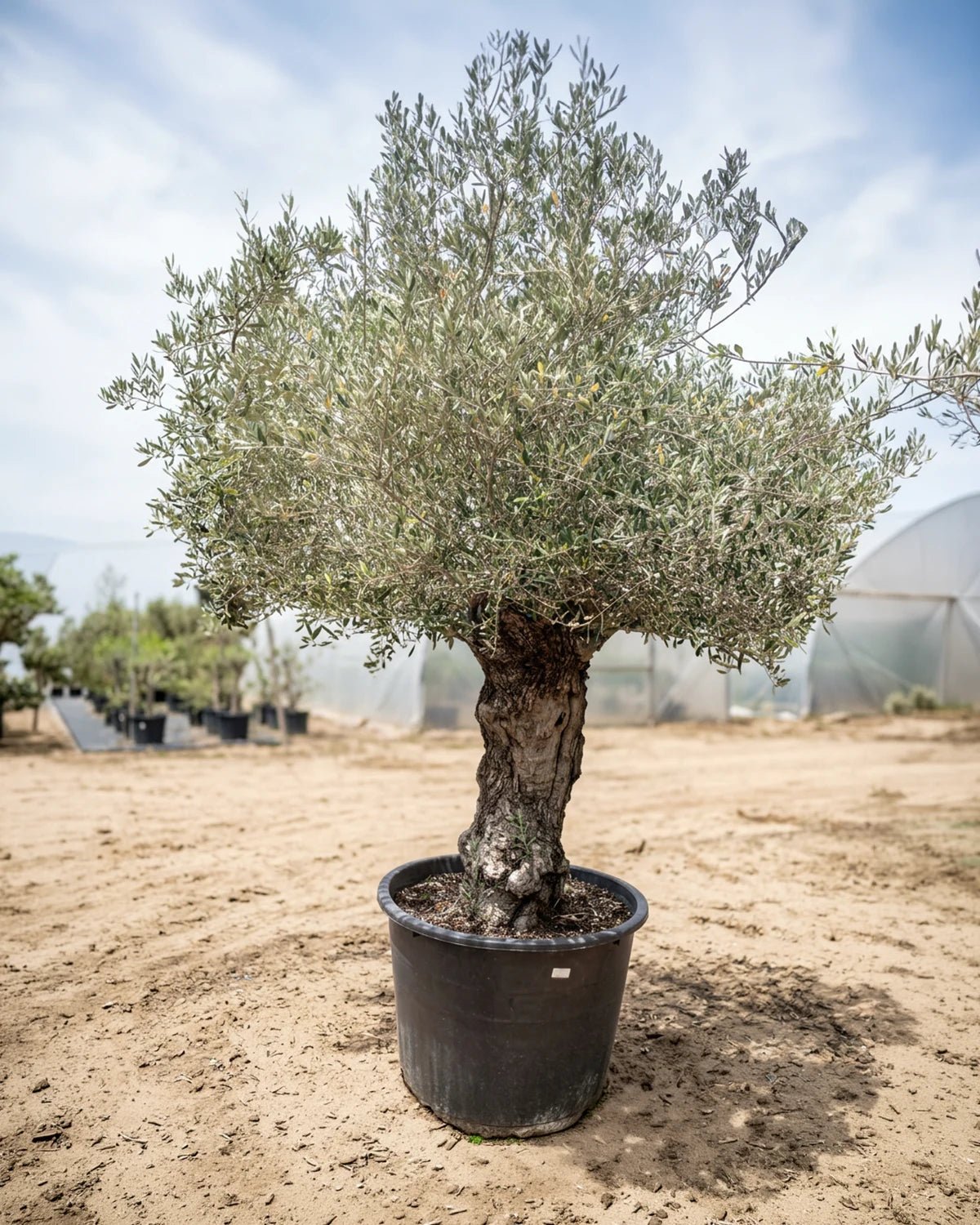 Olive Tree (Olea europaea) | Landscape Grade, 1.2–2.5 m - Acacia Garden Center