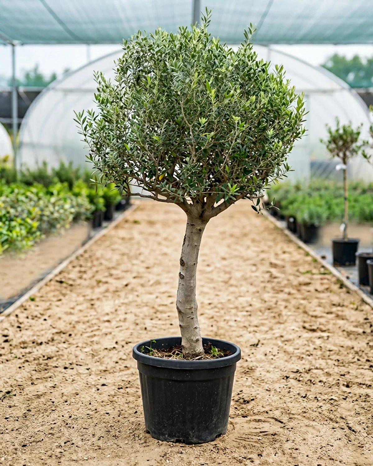 Olive Tree (Olea europaea) | Landscape Grade, 1.2–2.5 m - Acacia Garden Center