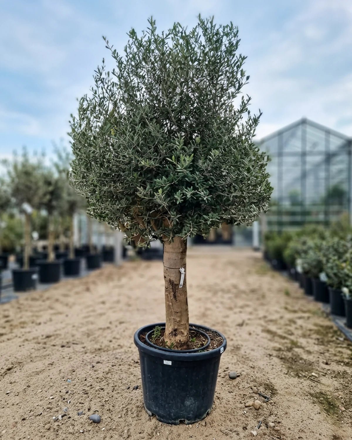 Olive Tree (Olea europaea) | Landscape Grade, 1.2–2.5 m - Acacia Garden Center