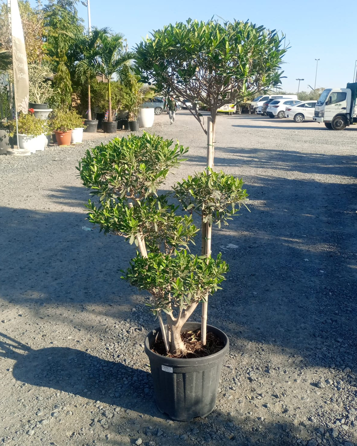 Olive Tree (Olea europaea) | Mediterranean Classic, 1.2–1.5 m - Acacia Garden Center