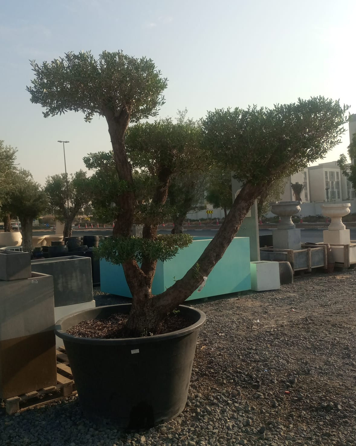Olive Tree (Olea europaea) | Premium Pom - Pom Specimen, 1.5–2 m, 70–80 cm Girth - Acacia Garden Center