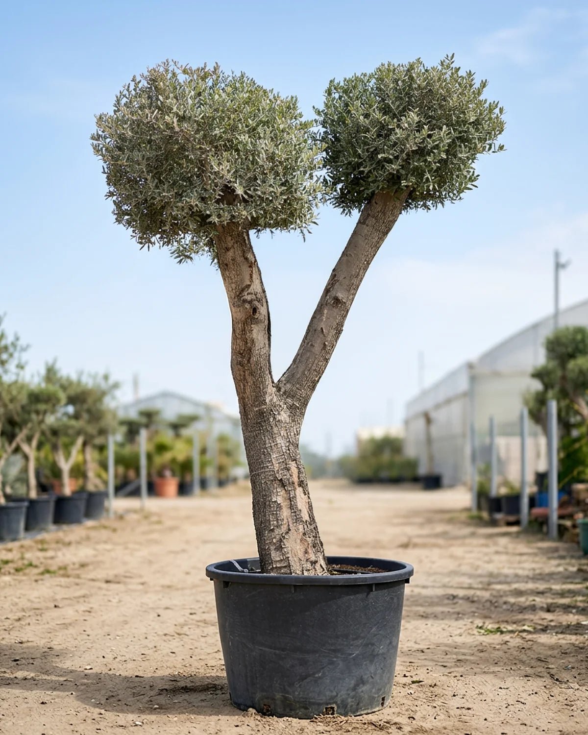 Olive Tree (Olea europaea) | Premium Specimen, 2.0–10.0 m - Acacia Garden Center