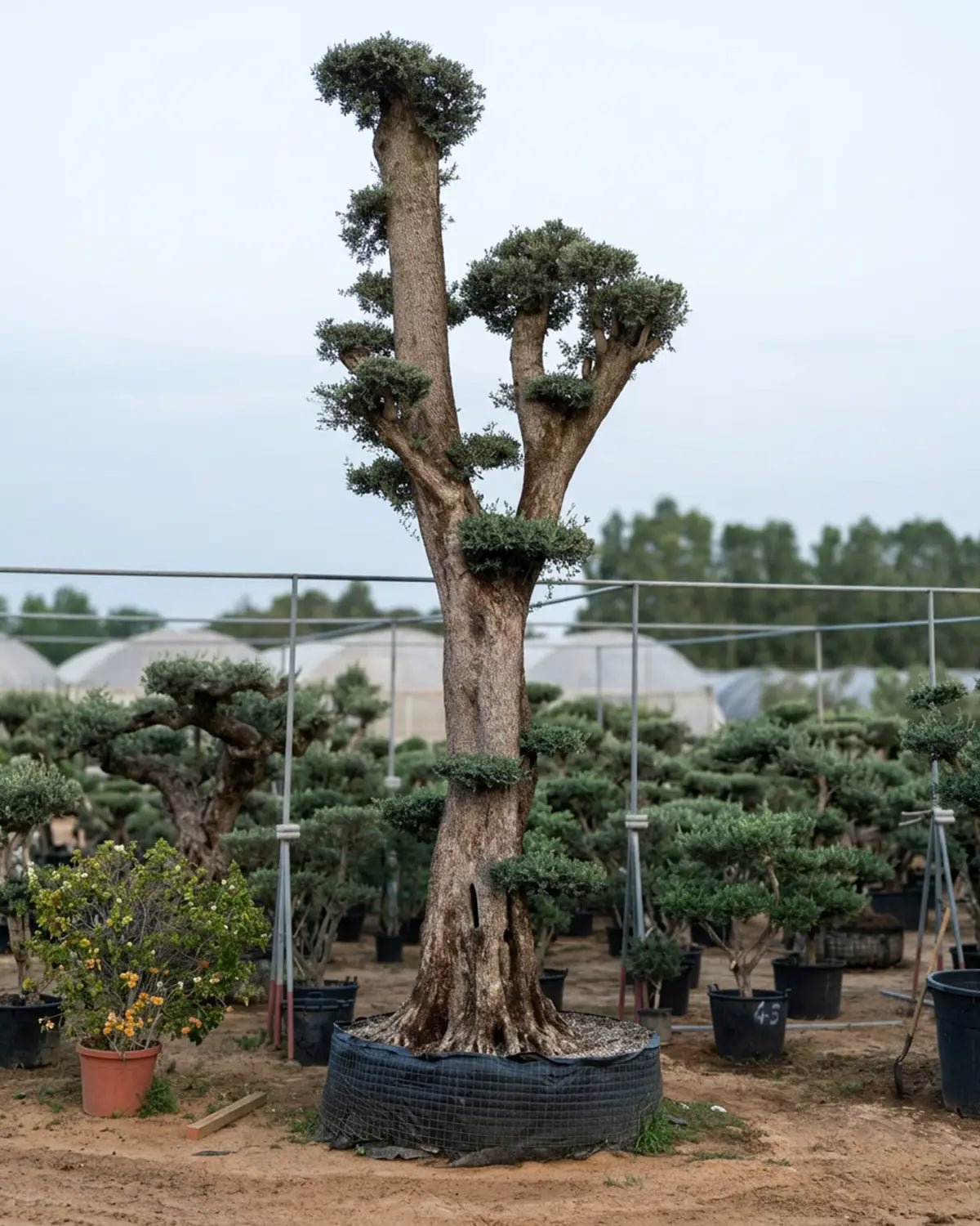 Olive Tree (Olea europaea) | Premium Specimen, 2.0–10.0 m - Acacia Garden Center