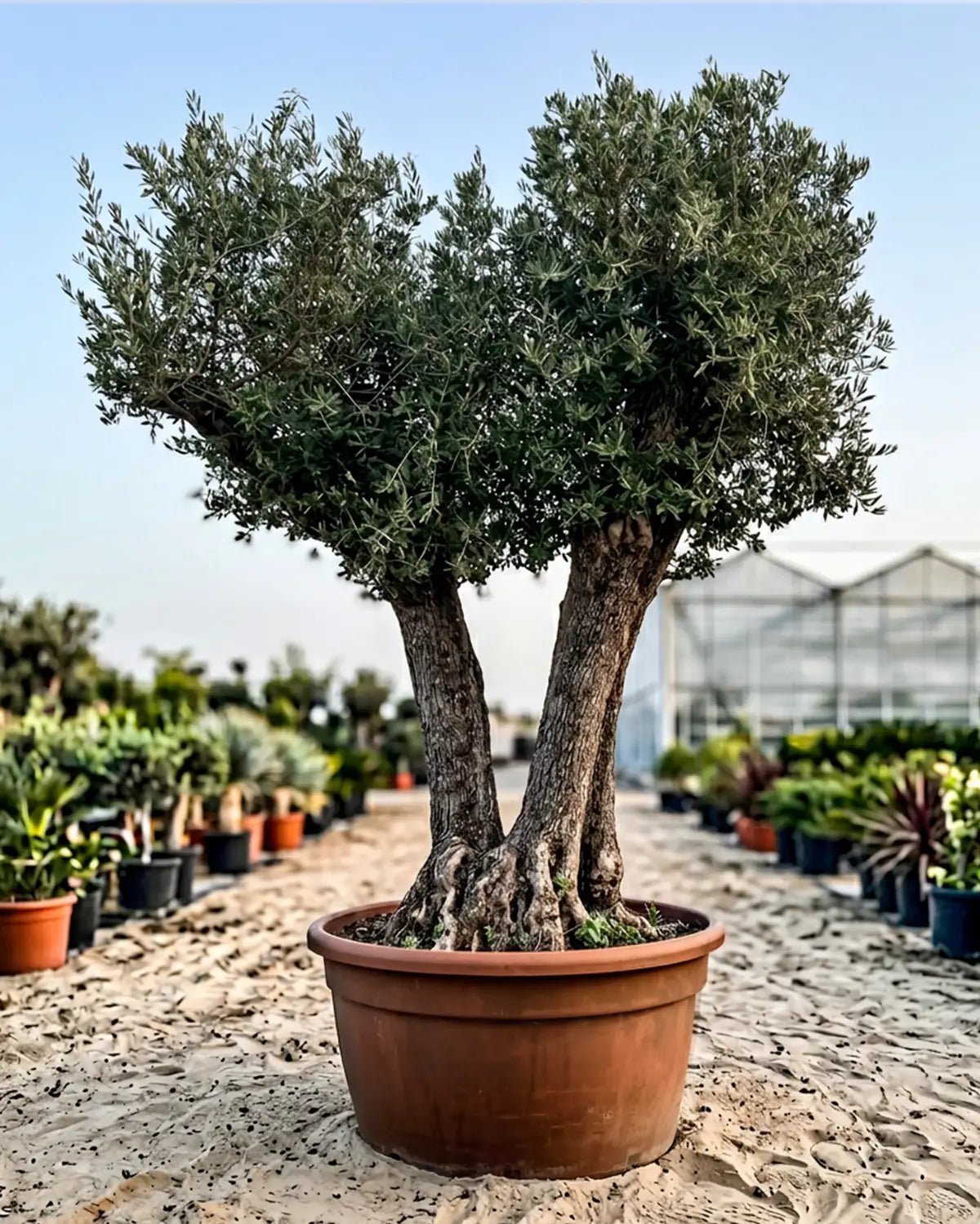 Olive Tree (Olea europaea) | Premium Specimen, 2.0–10.0 m - Acacia Garden Center