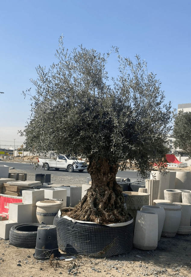 Olive Tree (Olea europaea) | Specimen, 3.0–3.5 m, 180–200 cm Girth - Acacia Garden Center