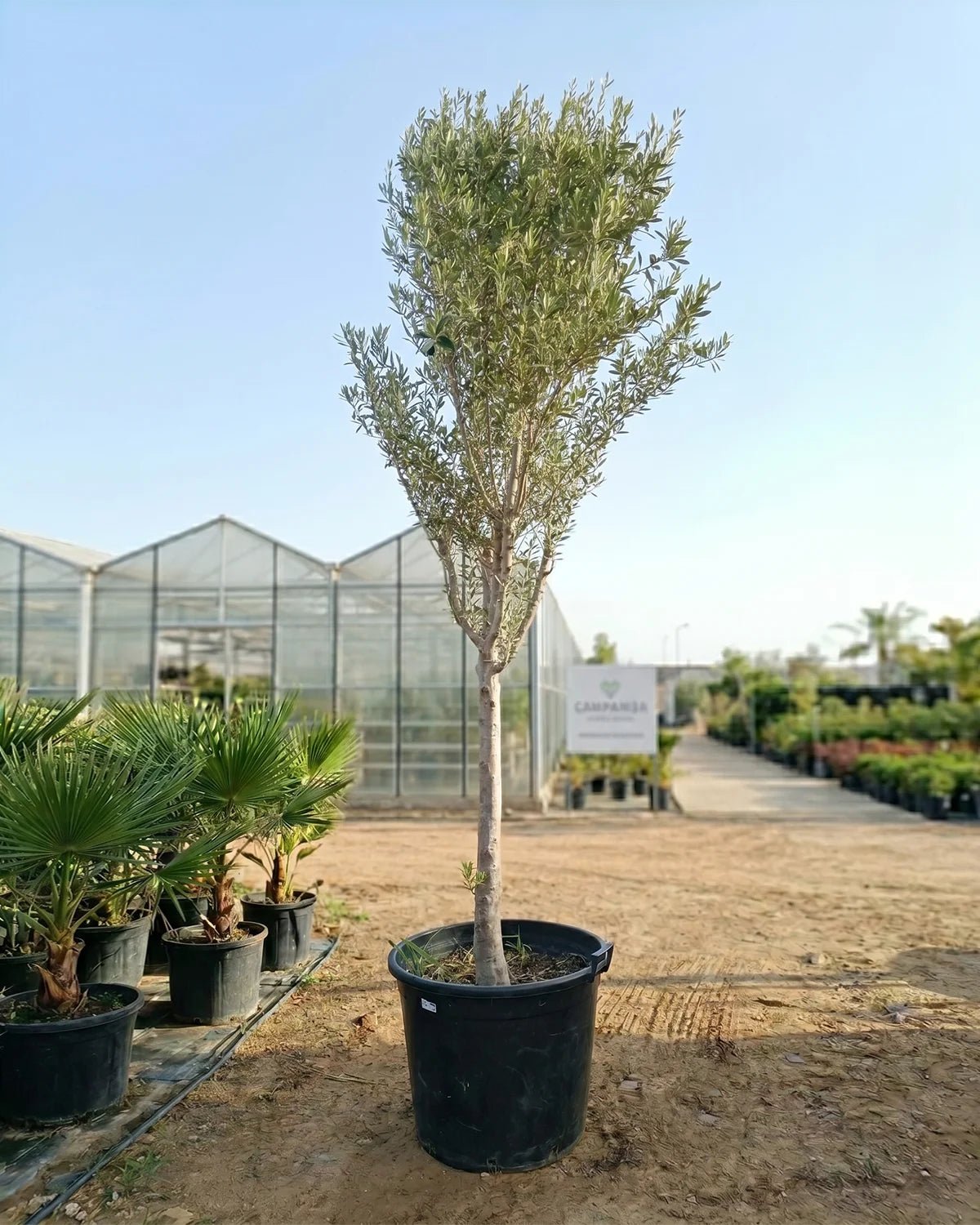 Olive Tree (Olea europaea) | Standard Form, 1.5–2 m - Acacia Garden Center