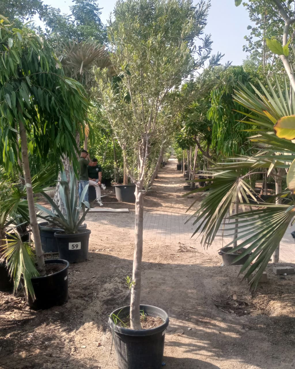 Olive Tree (Olea europaea) | Standard Form, 1.5–2 m - Acacia Garden Center