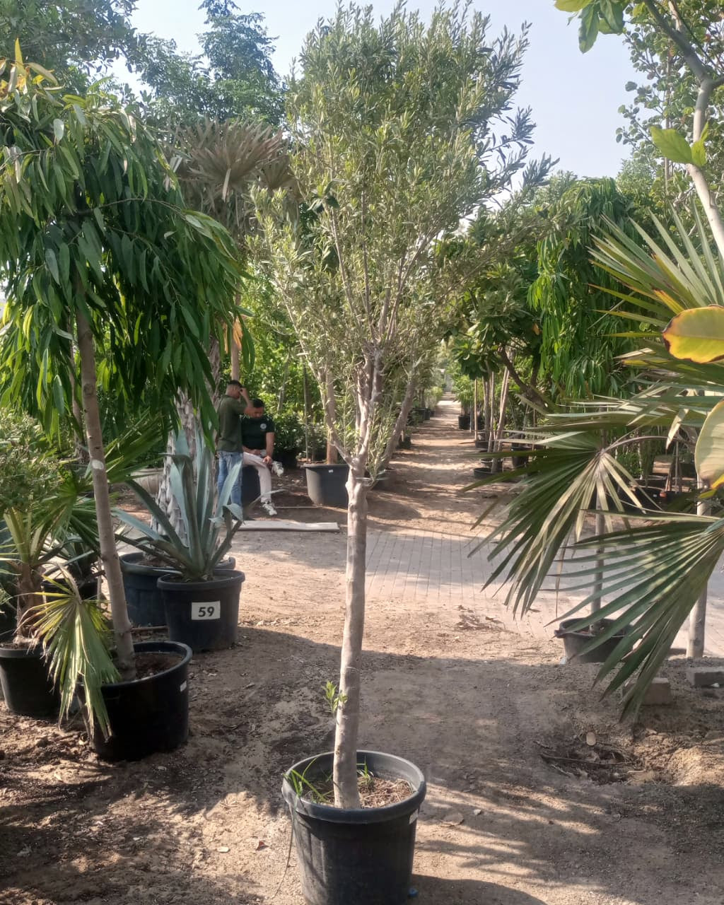 Olive Tree (Olea europaea) | Standard Form, 1.5–2 m - Acacia Garden Center