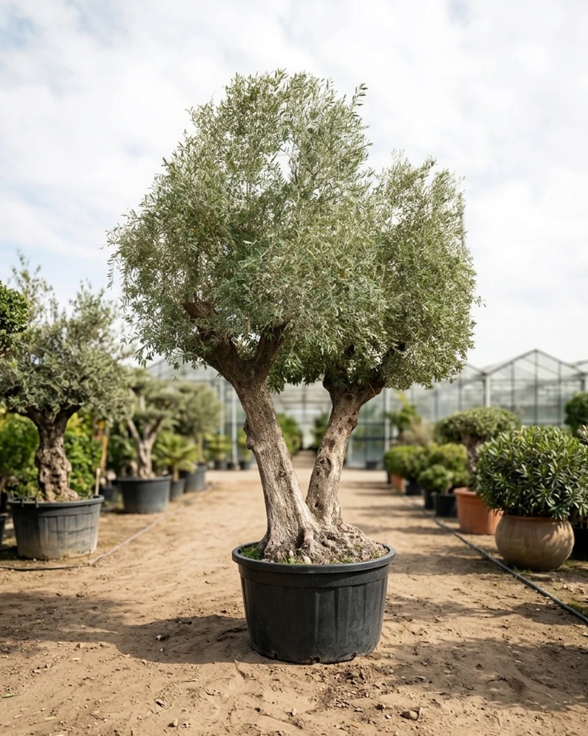 Olive Tree (Olea Europeaa) | 2.5 - 3.0 m (oah) | Girth: 140 - 160 cm - Acacia Garden Center