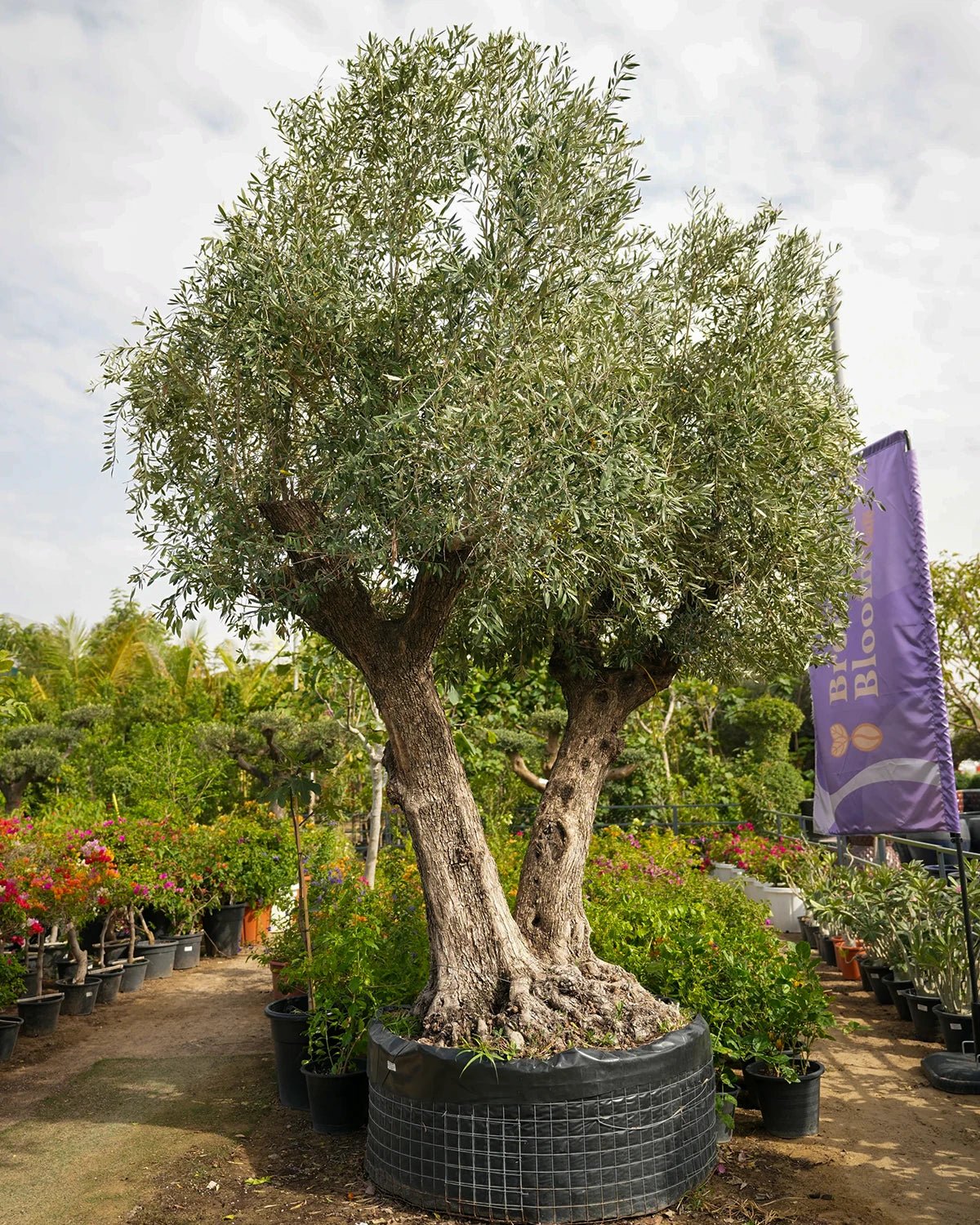 Olive Tree (Olea Europeaa) | 2.5 - 3.0 m (oah) | Girth: 140 - 160 cm - Acacia Garden Center
