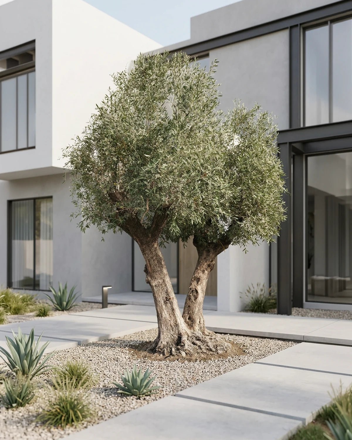 Olive Tree (Olea Europeaa) | 2.5 - 3.0 m (oah) | Girth: 140 - 160 cm - Acacia Garden Center
