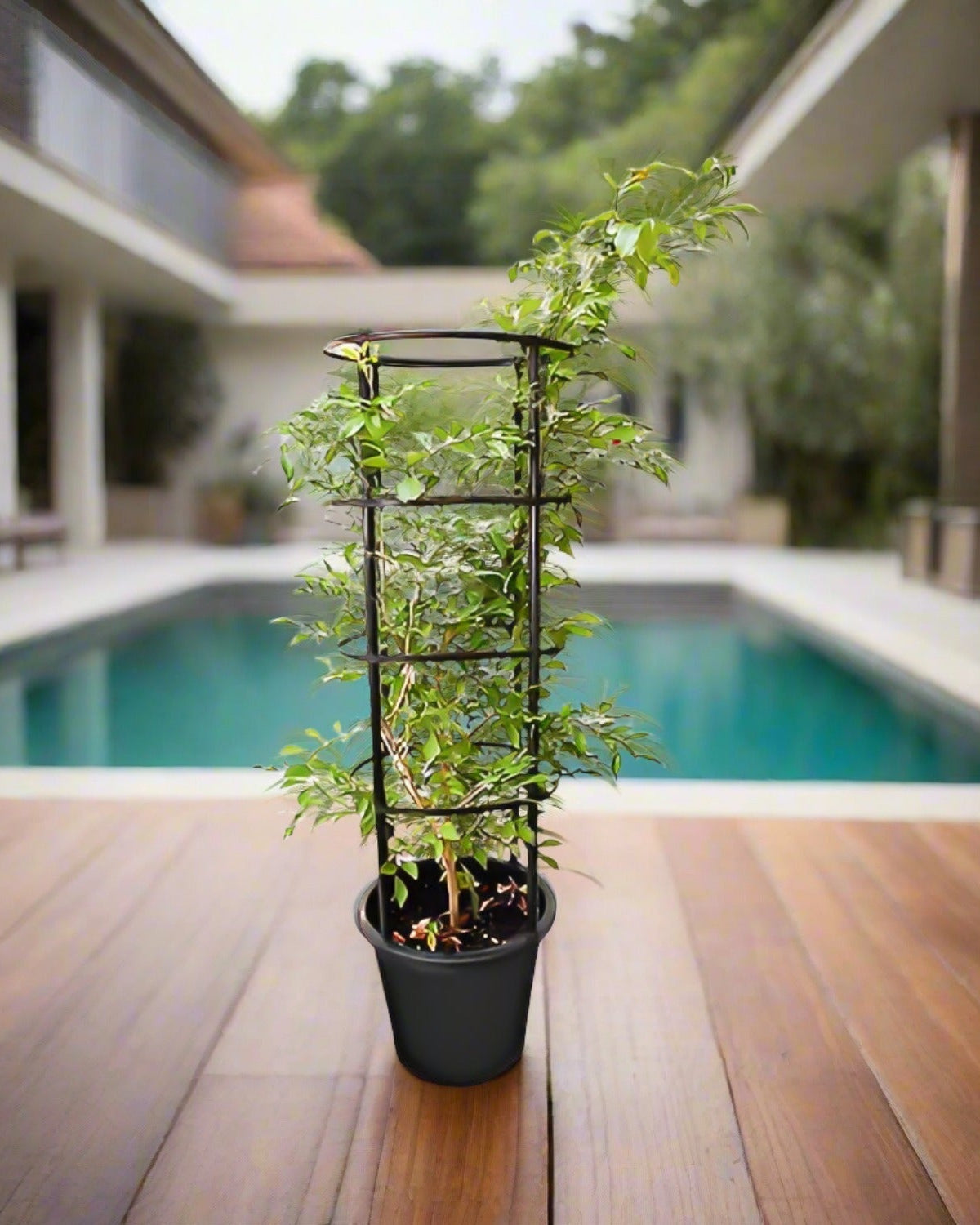 Orange Jasmine (Murraya paniculata) | Fragrant Evergreen Shrub, 80–90 cm - Acacia Garden Center