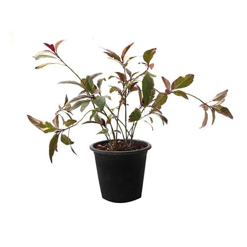 Pseuderanthemum 40-60cm (OAH)