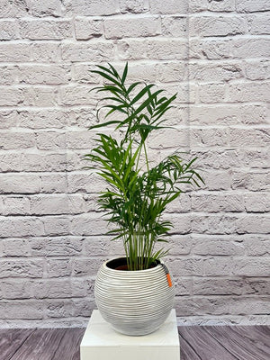 Palm Chamaedorea Elegans (Parlor palm) | 20 - 25cm - Acacia Garden Center