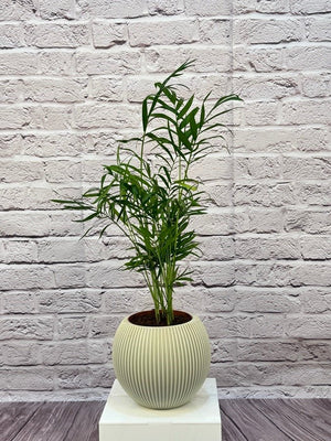 Palm Chamaedorea Elegans (Parlor palm) | 20 - 25cm - Acacia Garden Center