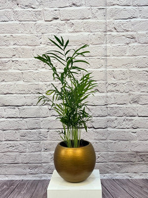 Palm Chamaedorea Elegans (Parlor palm) | 20 - 25cm - Acacia Garden Center