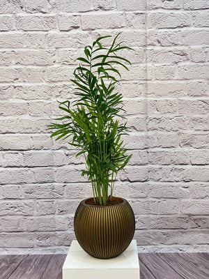 Palm Chamaedorea Elegans (Parlor palm) | 20 - 25cm - Acacia Garden Center