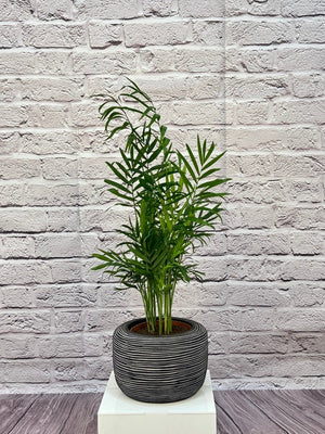 Palm Chamaedorea Elegans (Parlor palm) | 20 - 25cm - Acacia Garden Center