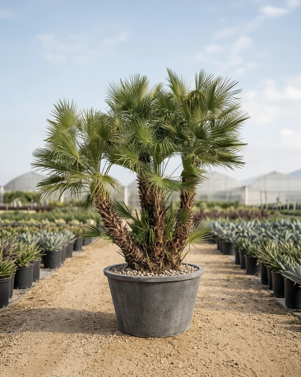 Palm Chamaerops Humilis - Multi - trunk | 2.5 - 3.0 m - Acacia Garden Center