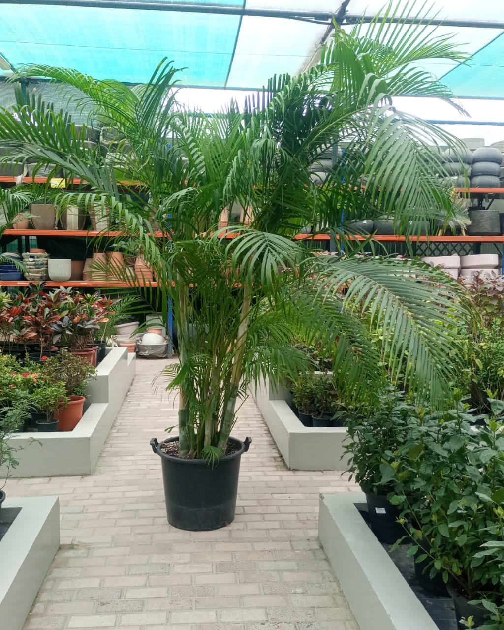 Palm Chrysalidocarpus Lutescens | 2.0 - 2.5 m - Acacia Garden Center