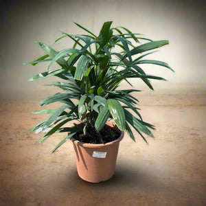 Palm Rhapis Excelsa (Lady palm) - Acacia Garden Center