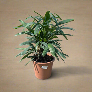 Palm Rhapis Excelsa (Lady palm) - Acacia Garden Center
