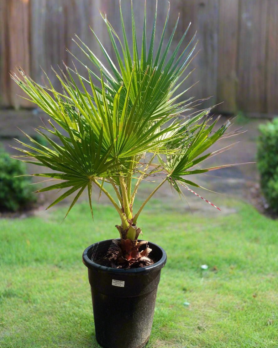 Palm Washingtonia Robusta Single Trunk | 80 - 100 cm - Acacia Garden Center