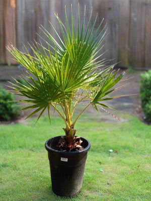 Palm Washingtonia Robusta Single Trunk | 80 - 100 cm - Acacia Garden Center
