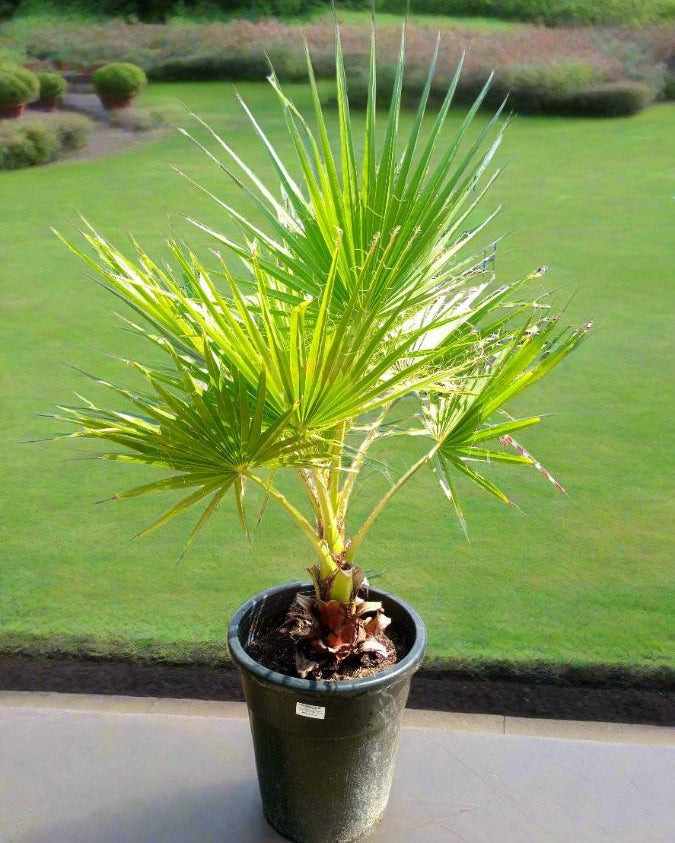 Palm Washingtonia Robusta Single Trunk | 80 - 100 cm - Acacia Garden Center