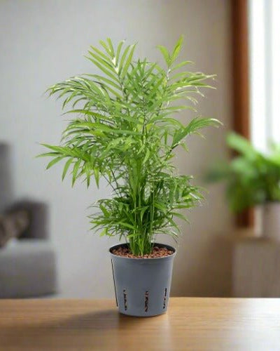 Parlor Palm (Chamaedorea elegans) - Acacia Garden Center