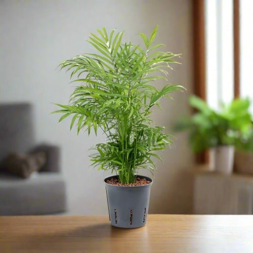 Parlor Palm (Chamaedorea elegans) - Acacia Garden Center