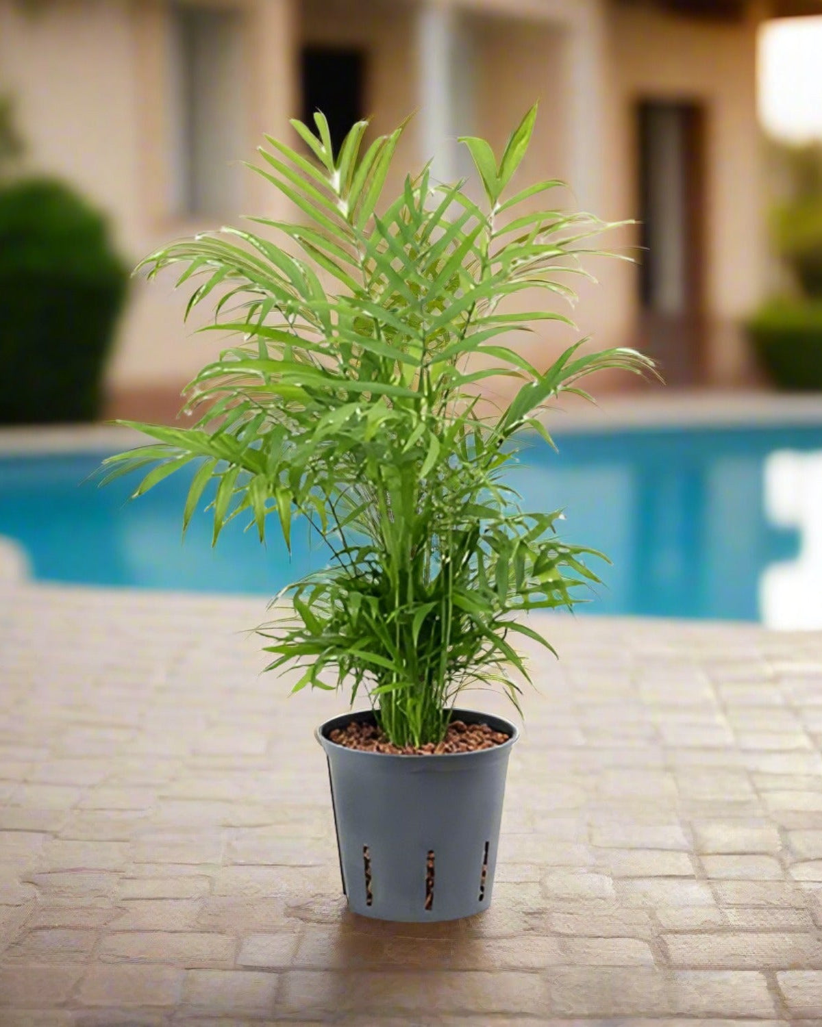 Parlor Palm (Chamaedorea elegans) - Acacia Garden Center