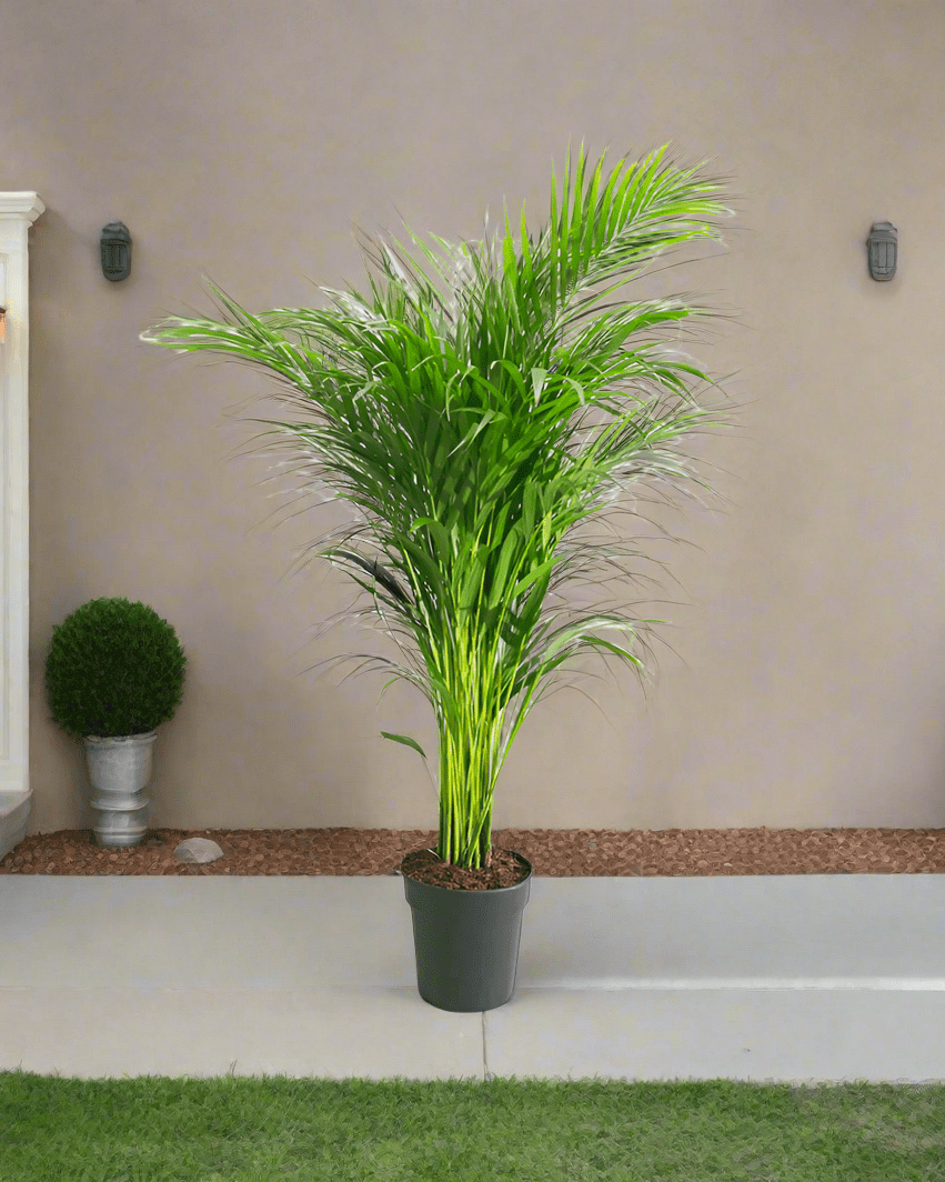 Parlor Palm (Chamaedorea elegans) - Acacia Garden Center