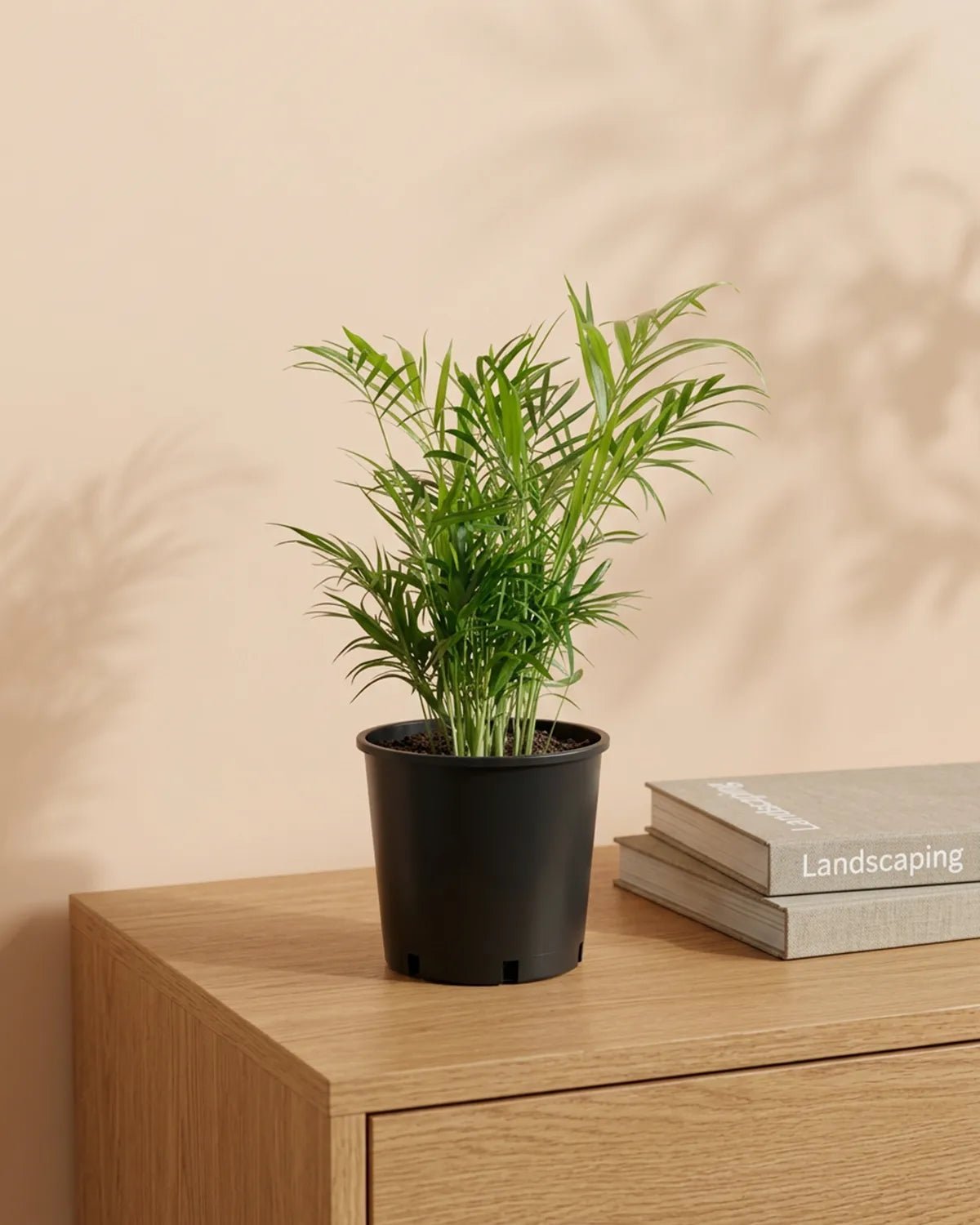 Parlour Palm (Chamaedorea elegans) | 30–120 cm - Acacia Garden Center