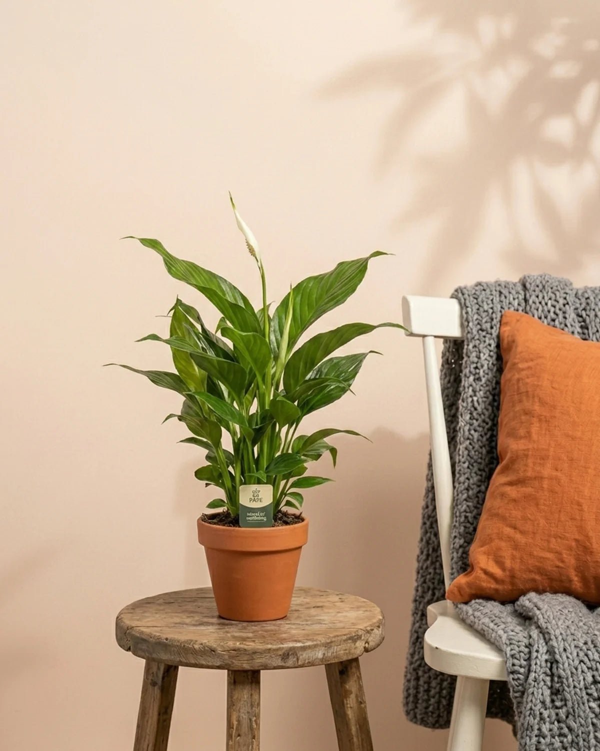 Peace Lily – Assorted Cultivars (Spathiphyllum sp.) | 40–50 cm - Acacia Garden Center