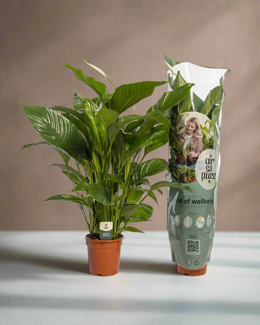 Peace Lily – Assorted Cultivars (Spathiphyllum sp.) | 40–50 cm - Acacia Garden Center